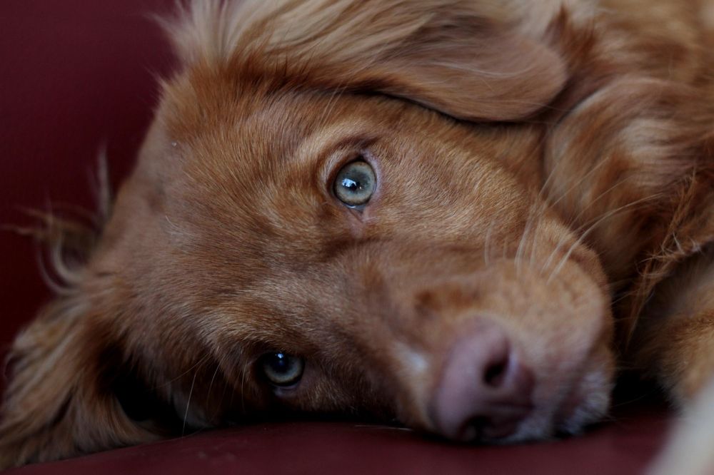 Hundesaks: Nøglen til effektiv pelspleje